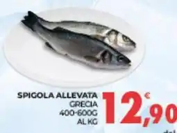 Eté Spigola allevata grecia offerta