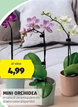 ALDI Mini orchidea offerta