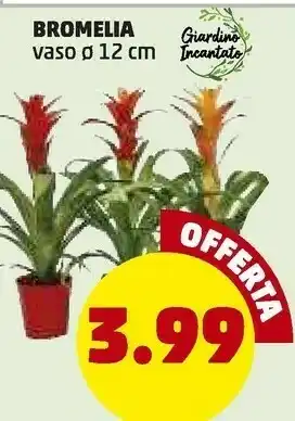 PENNY Penny bromelia offerta