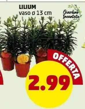 PENNY Penny lilium offerta
