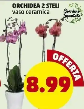 PENNY Penny orchidea 2 steli offerta