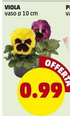 PENNY Peperoni offerta
