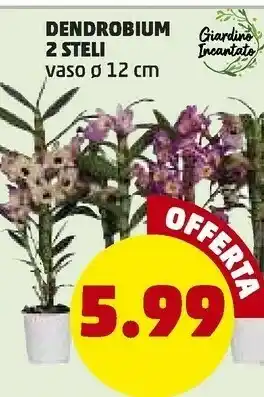 PENNY Giardino incanctato dendrobium 2 steli 12 cm offerta