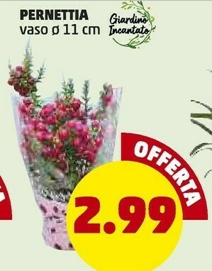 PENNY Penettia vaso 11 cm offerta