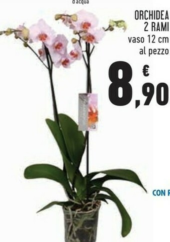 Conad Superstore Orchidea 2 rami offerta