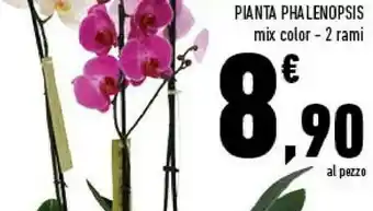 Conad Superstore Pianta phalenopsis mix color offerta