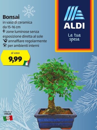 ALDI Bonsai offerta