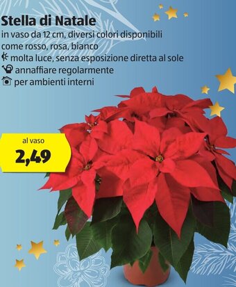 ALDI Stella di Natale offerta