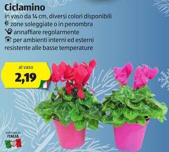 ALDI Ciclamino offerta
