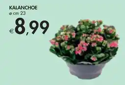 Bennet Kalanchoe offerta