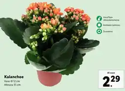 Lidl Kalanchoe offerta