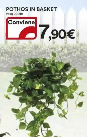 Ipercoop Pothos in basket offerta