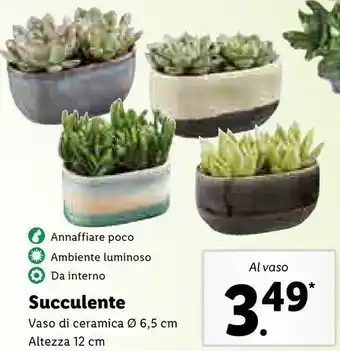 Lidl Succulente vaso di ceramica offerta