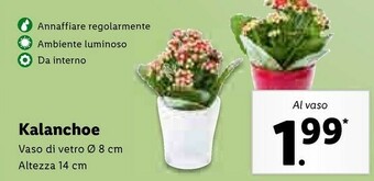 Lidl Kalanchoe offerta