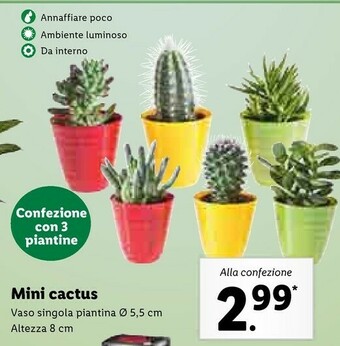 Mini cactus