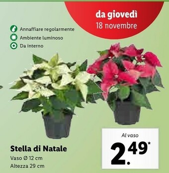 Lidl Stella di natale offerta