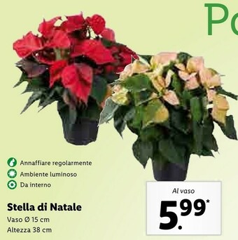 Lidl Stella di natale offerta