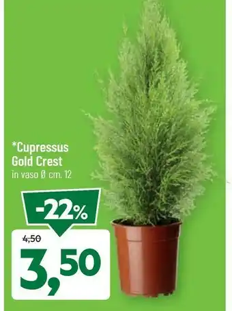 DPiù Cupressus gold crest offerta