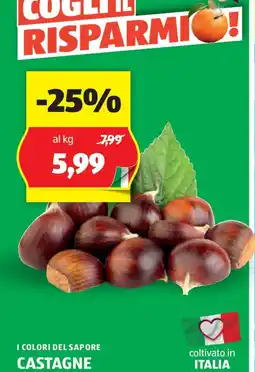 ALDI I colori del sapore castagne offerta
