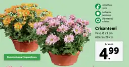 Lidl Crisantemi offerta