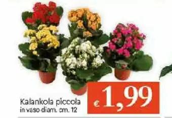 IperFamila Kalankola piccola in vaso diam. cm. 12 offerta