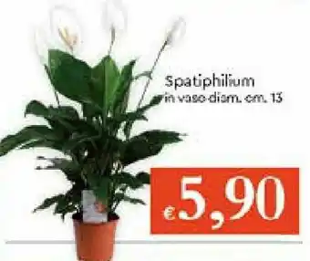 IperFamila Spatiphilium in vaso diam. cm. 13 offerta