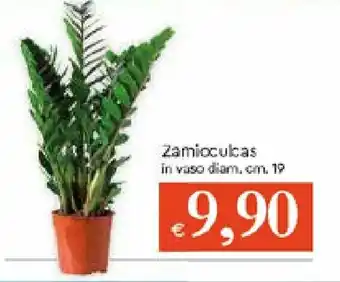 IperFamila Zamioculcas in vaso diam. 19 cm. offerta