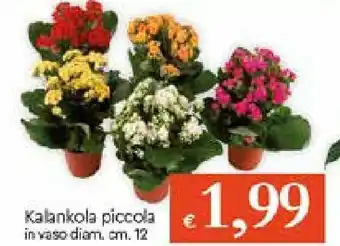 Galassia Kalankola piccola in vaso diam. cm. 12 offerta