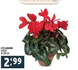 Deco Supermercati Ciclamino offerta