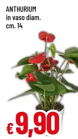 Anthurium