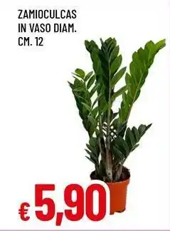 Famila Zamioculcas offerta