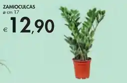 Zamioculcas