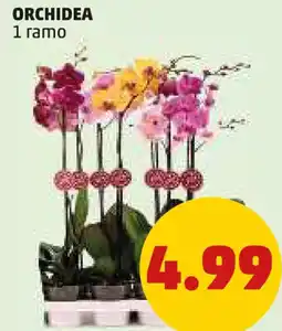 PENNY Orchidea offerta