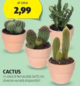 ALDI Cactus offerta
