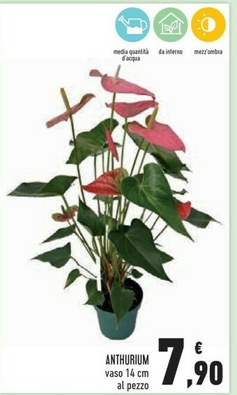 Anthurium