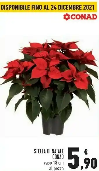 Conad Conad stella di natale offerta