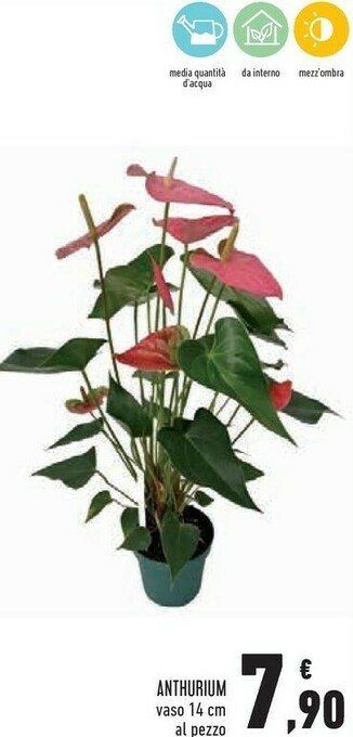Anthurium