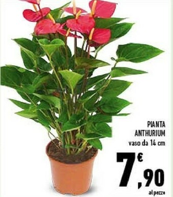 Conad Pianta anthurium offerta