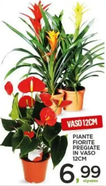 Interspar Piante Fiorite Pregiate in vaso 12cm offerta
