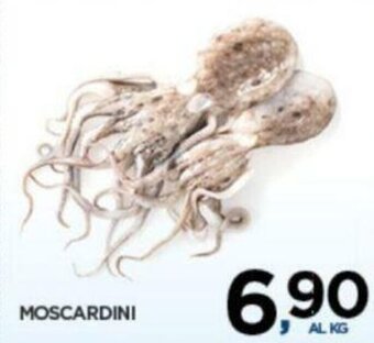 Moscardini