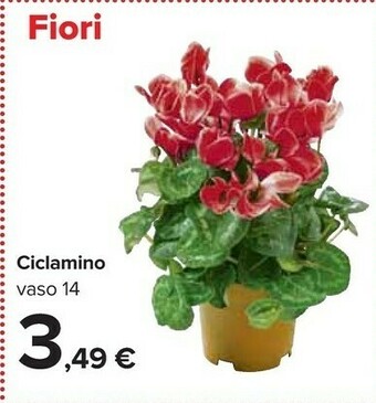 Carrefour Piante offerta