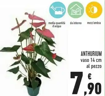 Anthurium