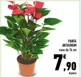 Conad City Pianta anthurium vaso da 14 cm offerta