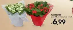 Bennet Kalanchoe offerta
