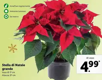 Lidl Stella di natale grande vaso 17 cm altezza 37 m offerta