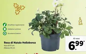 Lidl Rosa di natale helleborus vaso 17 cm altezza 33 cm offerta