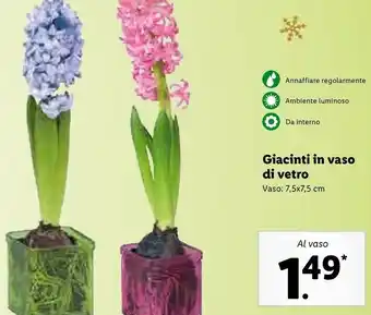 Lidl Giantini in vaso di vetro vaso 7.5x7.5 cm offerta