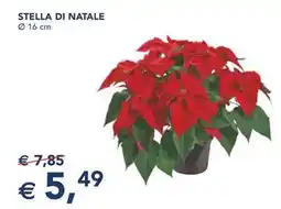 Esselunga Stella di natale offerta