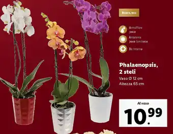 Lidl Phalaenopsis, 2 steli offerta