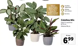 Lidl Calathea Mix offerta